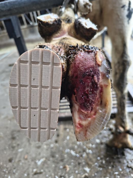 Korekcja Racic-Tomasz Dziekoński