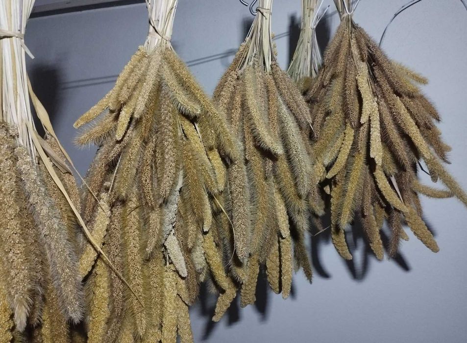 Milho painço amarelo em rama, biológico. Setaria italica