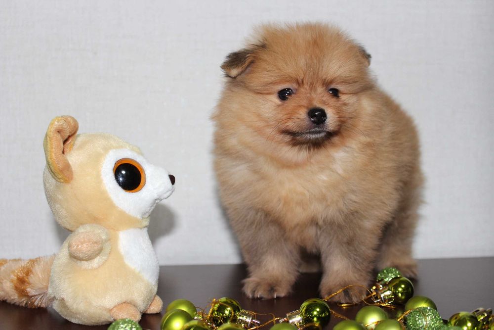 Продам діток Шпіца