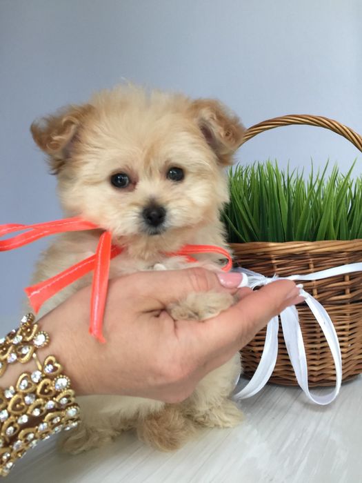 Помапу гарнесенькі дівчатка