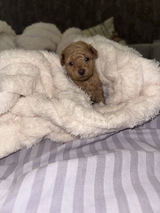 Маленькі цуценята той пудель