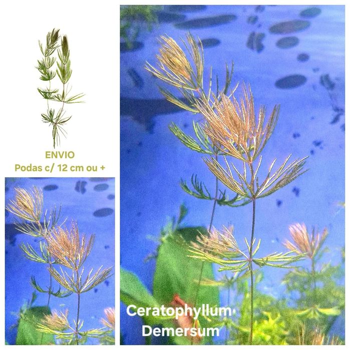 Pack 30x | 8 Espécies de Plantas Aquário | LOW TECH | FÁCIL MANUTENÇÃO