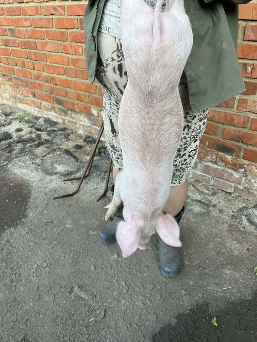 Продаются поросята