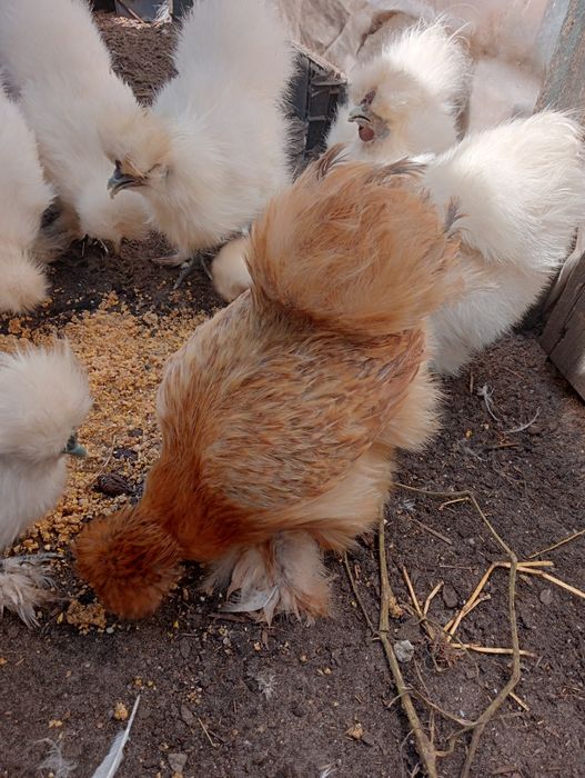Vendo panduanas camursa e sedosa do Japão
