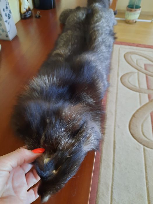 Продам мех чернобурка новый