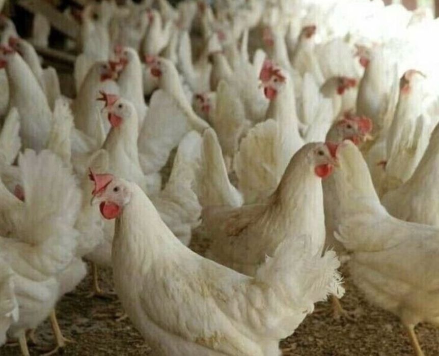 Курка вже несеться доставка додому безкоштовно