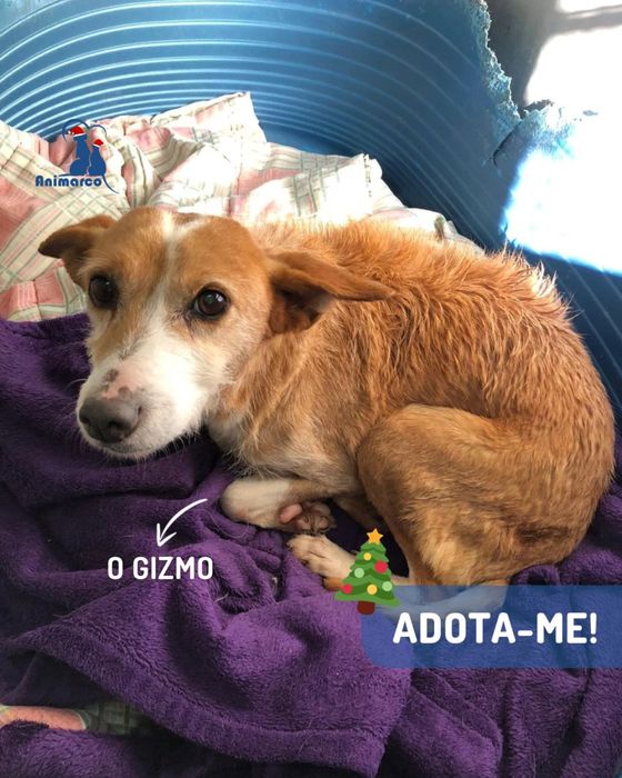 O Gizmo - cao de porte medio