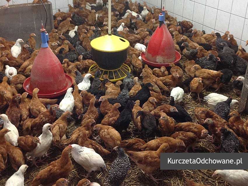 Kurczęta odchowane 8-16 tyg kury kokoszki brojlery ROSA Mirzec