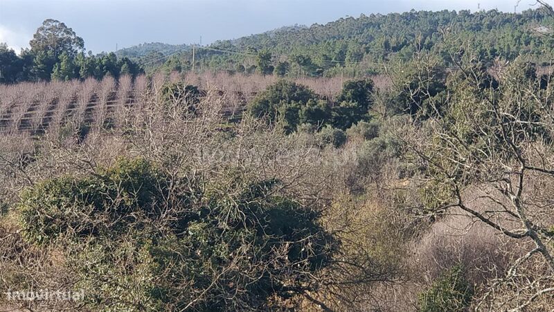 Terreno Rústico / Fundão, Capinha