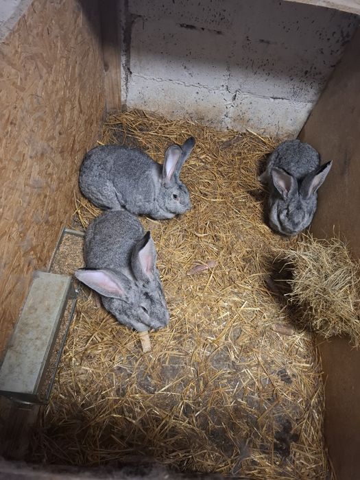 Belgijski olbrzym szynszylowy