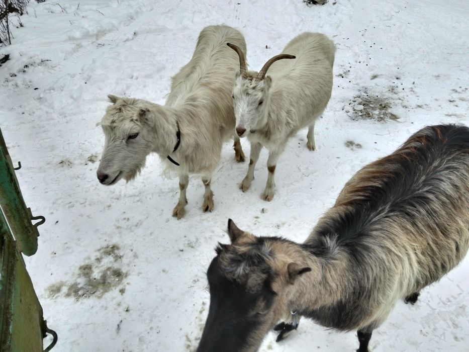 Продам кози молоді