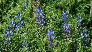 Łubin SWING-słodki-materiał siewny-przyjmujemy zamówienia