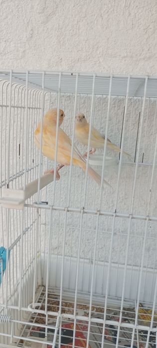 Casal de canários