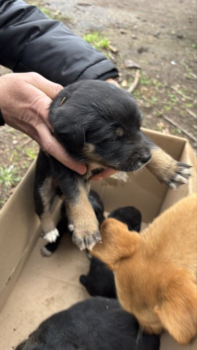 Віддаємо цуценят