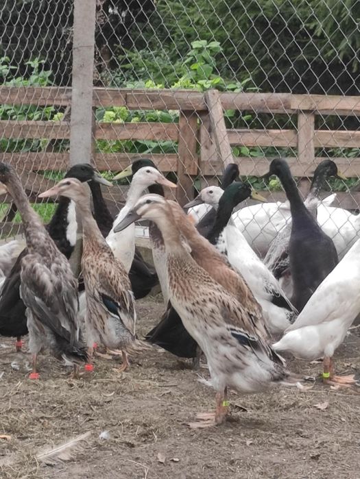 Sprzedam jaja legowe kaczki biegus indyjski