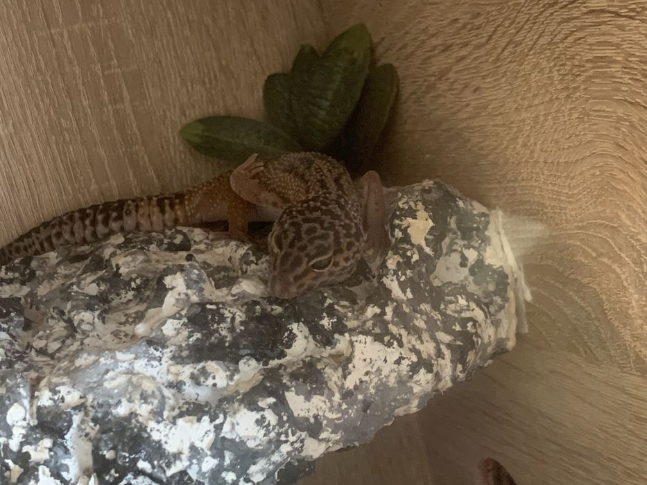 Terrarium + dwie gekony lamparci