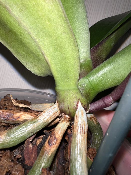 Орхидея. Фаленопсис. Rayka 9.