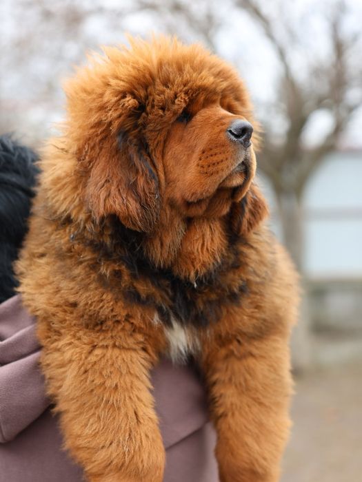 Тибетский Мастиф (мамкин кабачек) Дукс