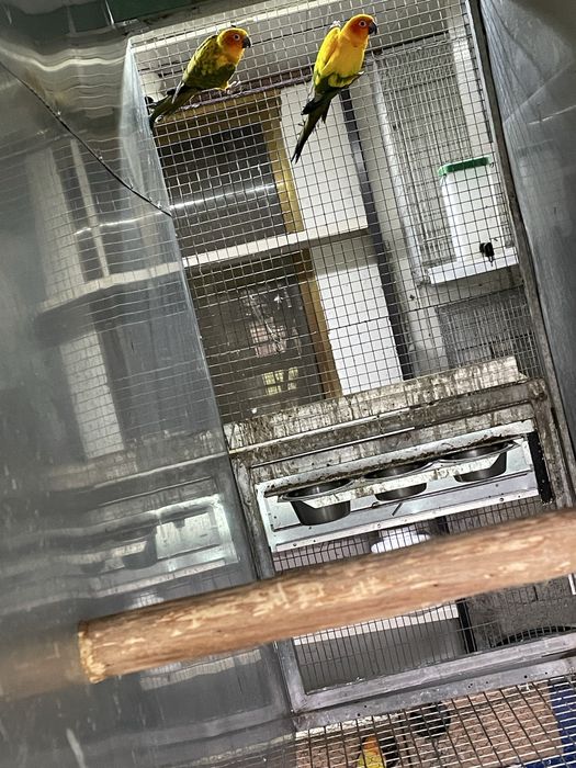 Dois casais de aratingas do sol