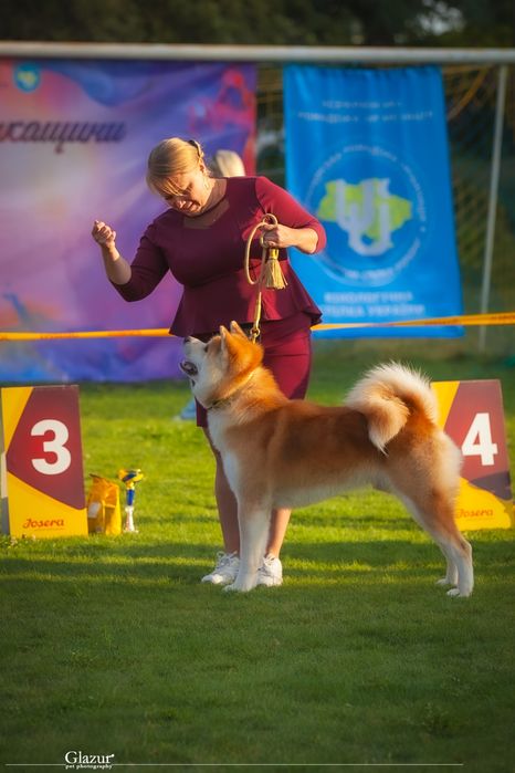 Акіта іну для в'язки
