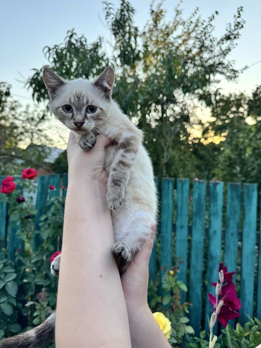 Кицюня у добрі руки
