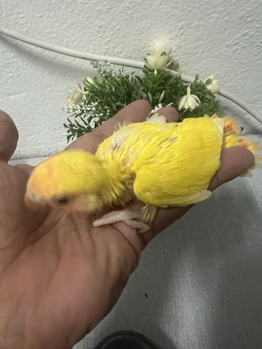 Bebes de agapornis