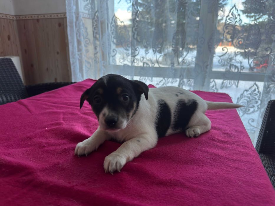 Jack Russell Terrier - suczka