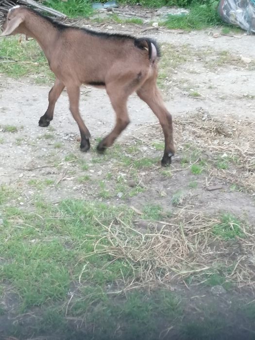 Cabritos para vender
