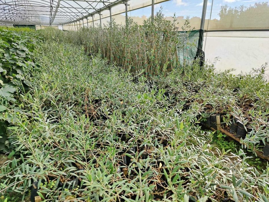 Oliveiras - Cobrançosa| Galega| Picual| Arbequina| Madural| Verdial