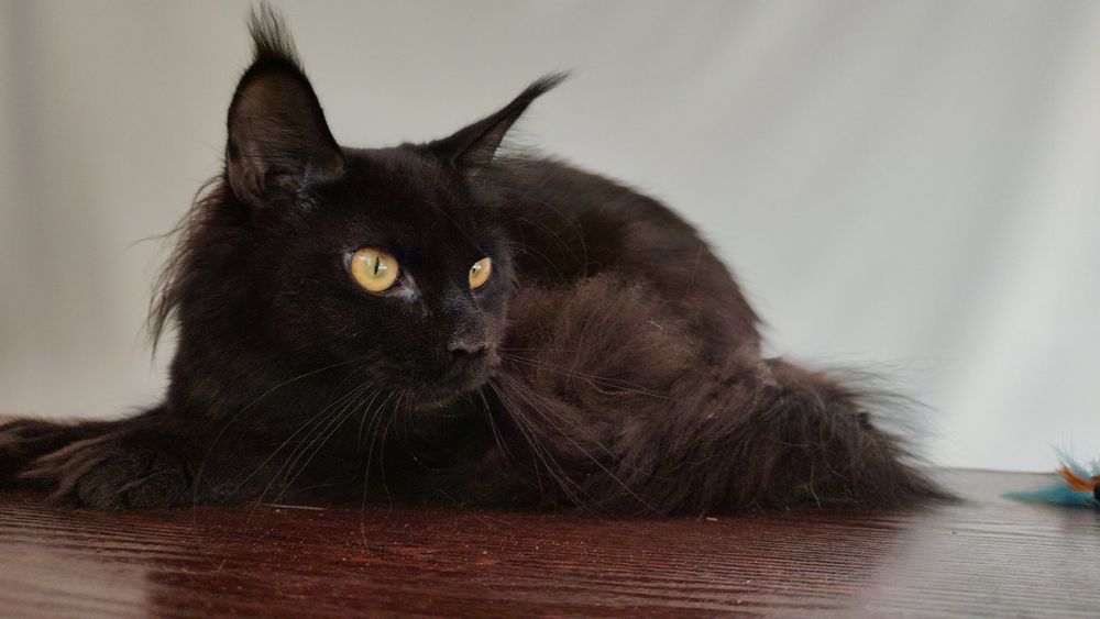 Дівчинка шукає люблячу родину Мейн-кун