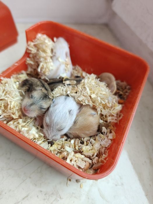 Хом'ячки джунгарики. Джунгарські хом' ячки. Хом'як.