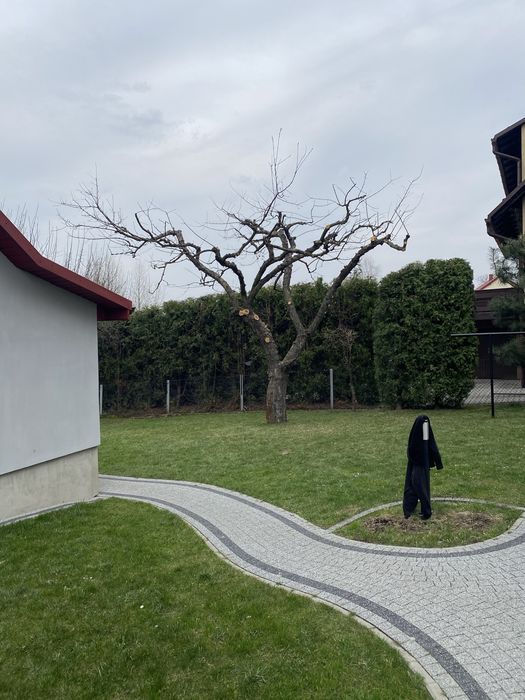 Wycinka drzew | Pielęgnacja drzew i ogrodów | Arborysta