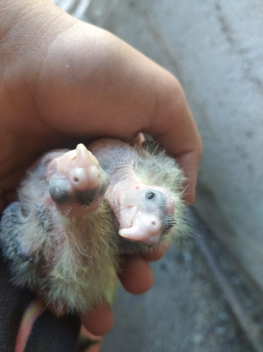 Caturras bebés anilhadas para criar a mão