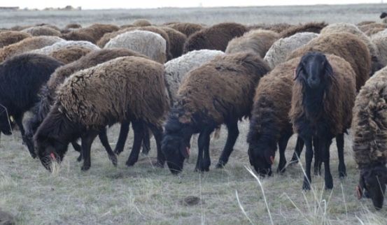 Продам Овцематок