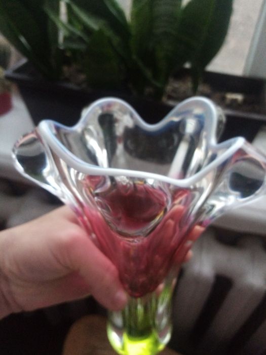 Крокус. Josef Hospodka. Чехия.