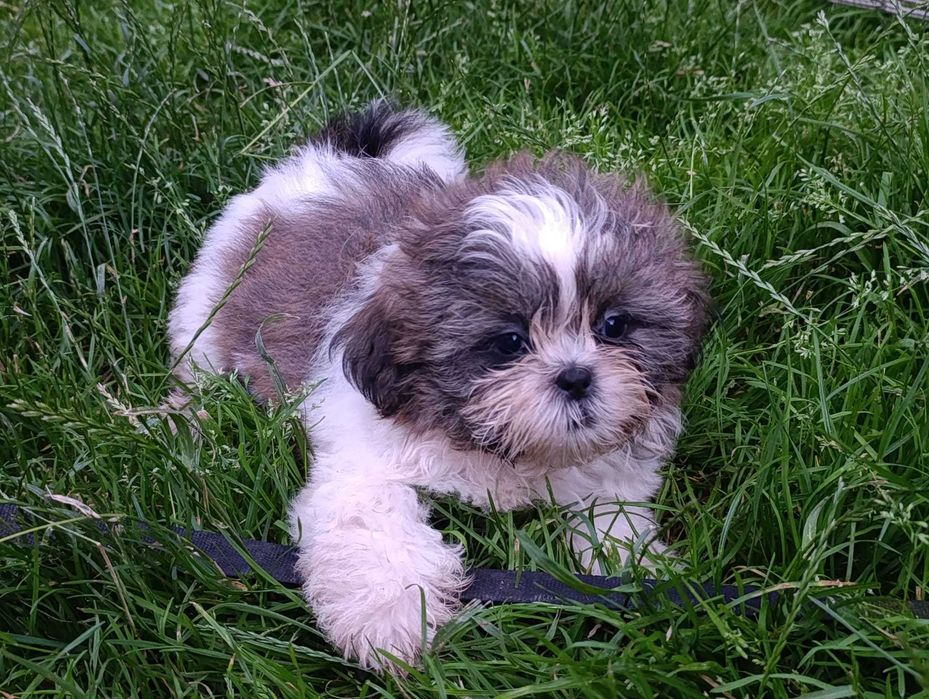 Shih-tzu z Rodowodem