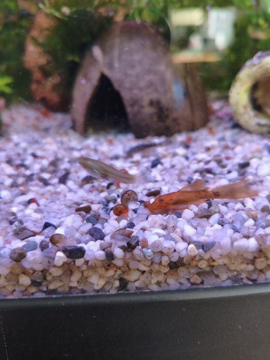 ślimak rozdętka na glony