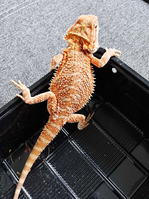Agama brodata, pogona, gady