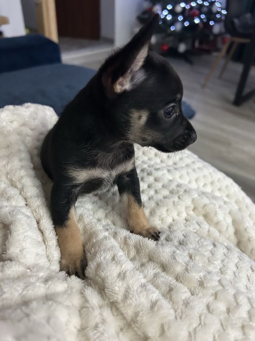 Pinczer miniatura Ratlerek