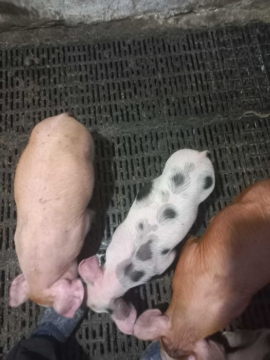 Поросята 10 кілограм