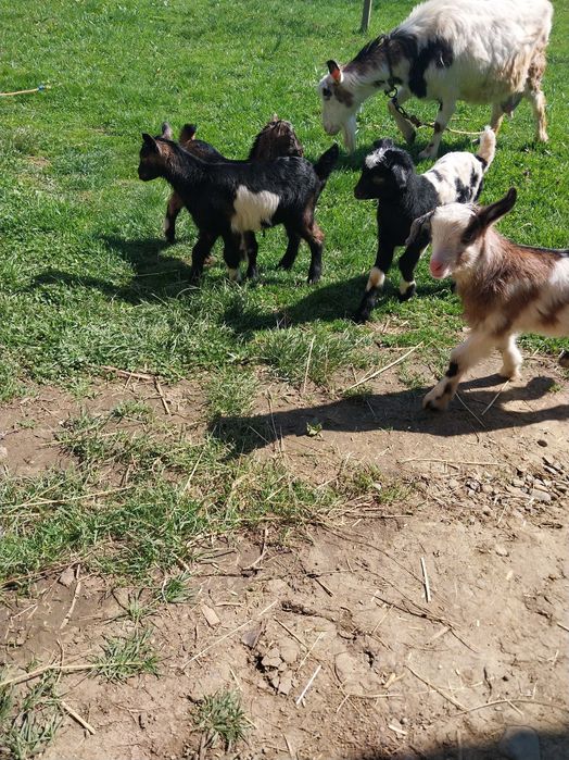 Продаються козенята