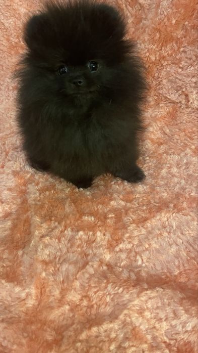 Померанський шпіц міні