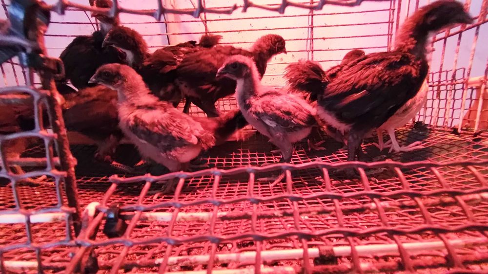 Pintos Jersey Gigante Negros, Azuis e Splash