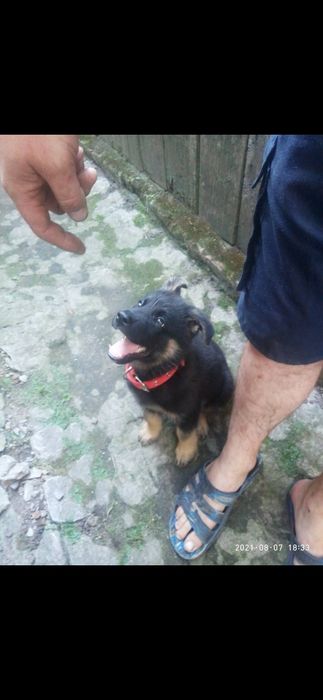 В'язка кобель , злучка