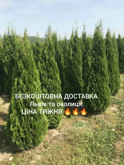 Туї Туя.Всі сорти."Смарагд" 1-2-3-4-5 м.Краща якість та ціна.Гарантія!!!