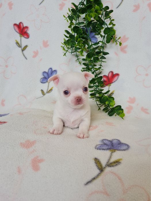 Excelente mini menina Chihuahua/Chiuaua LinhagemRussa de Qualidade