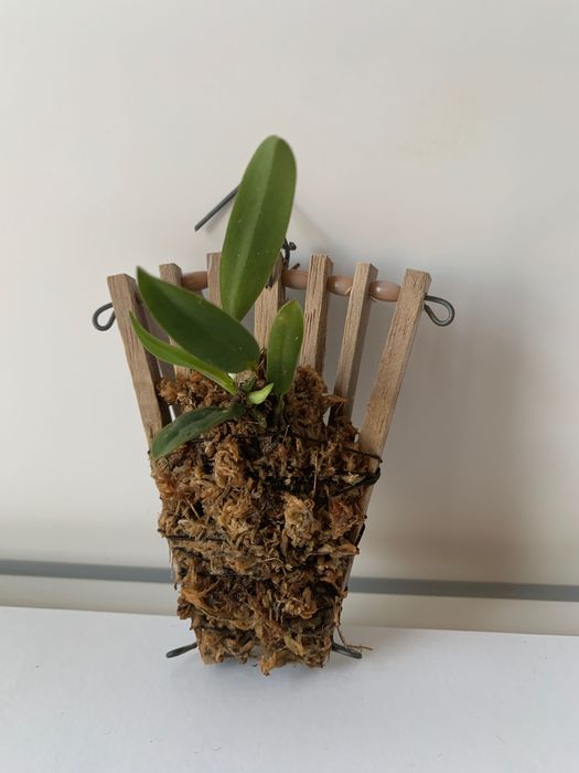 Орхідея Saphronitis (Cattleya) Grandiflora