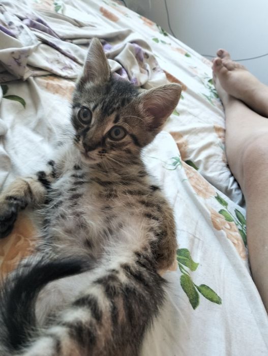 Кошеня добрі руки