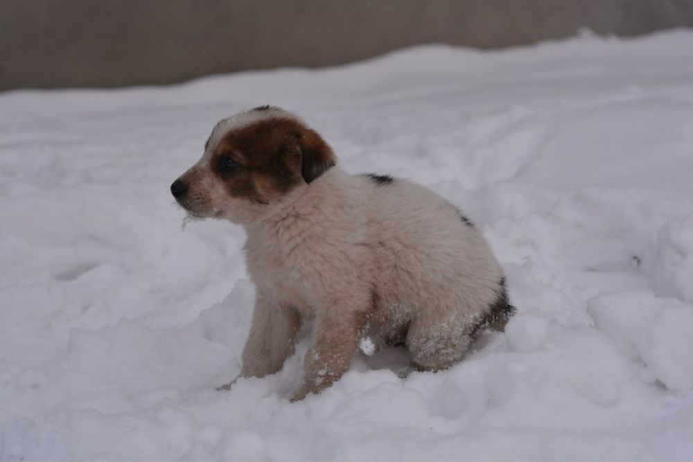 Цуценята 3 місяці (безкоштовно)