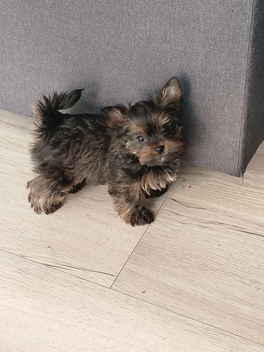 Yorkshire terrier mini sunia